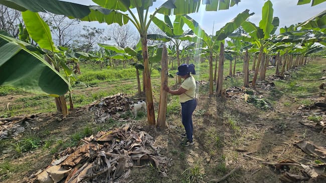 Ayudas a productores agropecuarios en Urabá. Cortesía: Gobernación de Antioquia.
