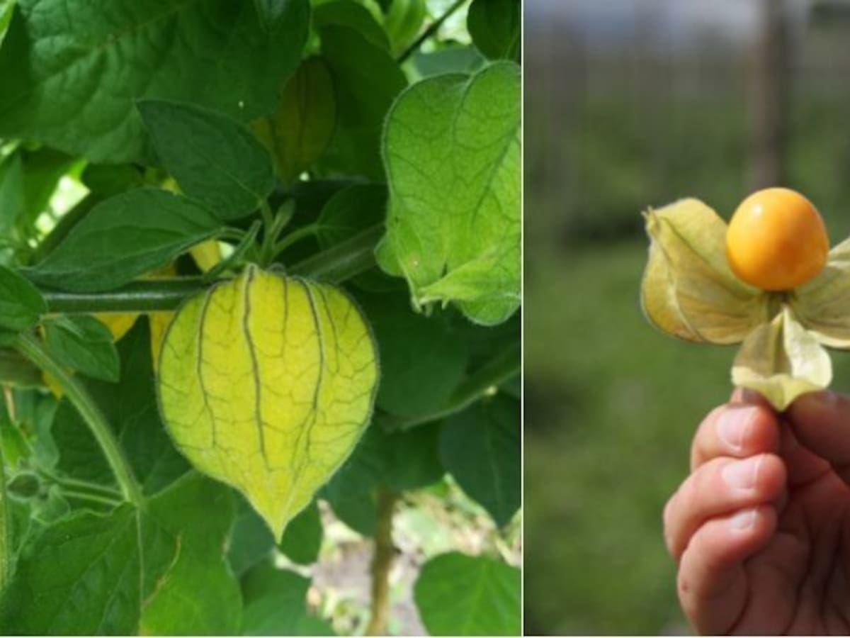 Exportaciones de Uchuva superaron por primera vez los US$ 40 millones en 2024