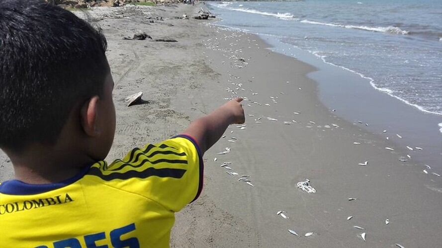 Cientos de peces comenzaron a aparecer muertos en la playa del municipio de Timbiquí, costa pacífica caucana. Foto: Colprensa