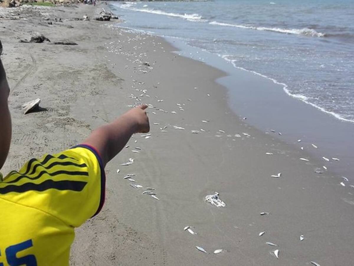 Investigan las causas de la muerte de cientos de peces en Timbiquí, Cauca