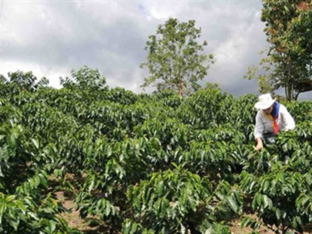 Asambleas del Eje Cafetero solicitan al Gobierno que le cumpla al agro colombiano