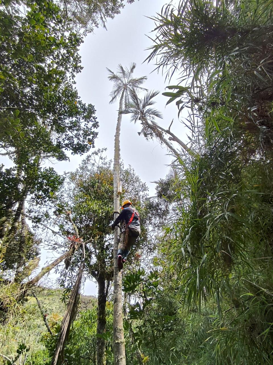Corpmag y Procat Colombia instalan 80 nidos artificiales para la conservación de la lora serrana