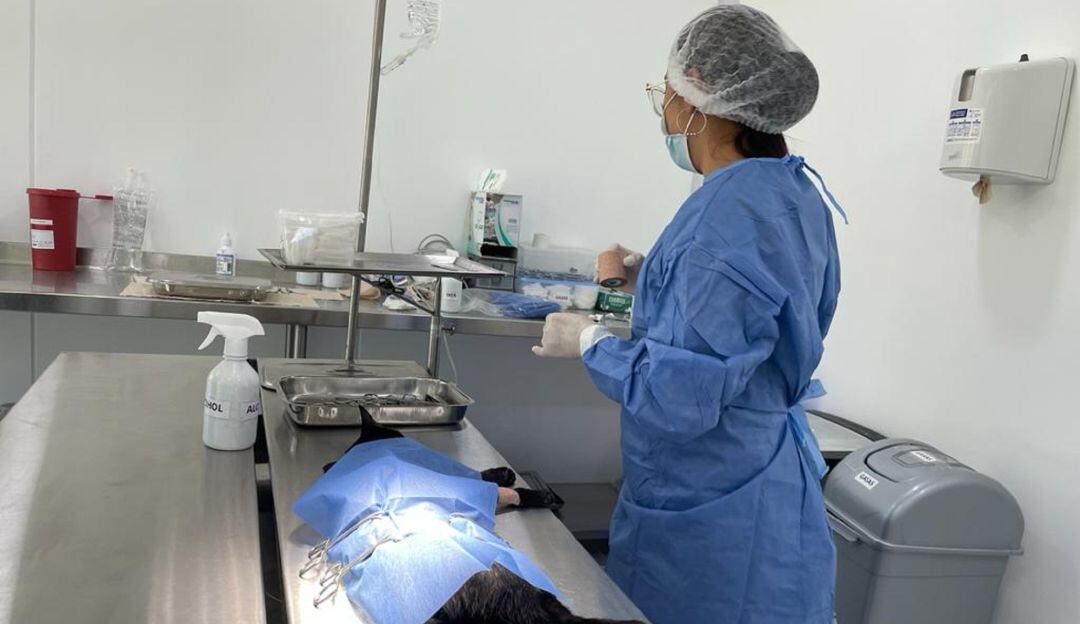 Quirófano habilitado en el Hospital de Mascotas de Manizales