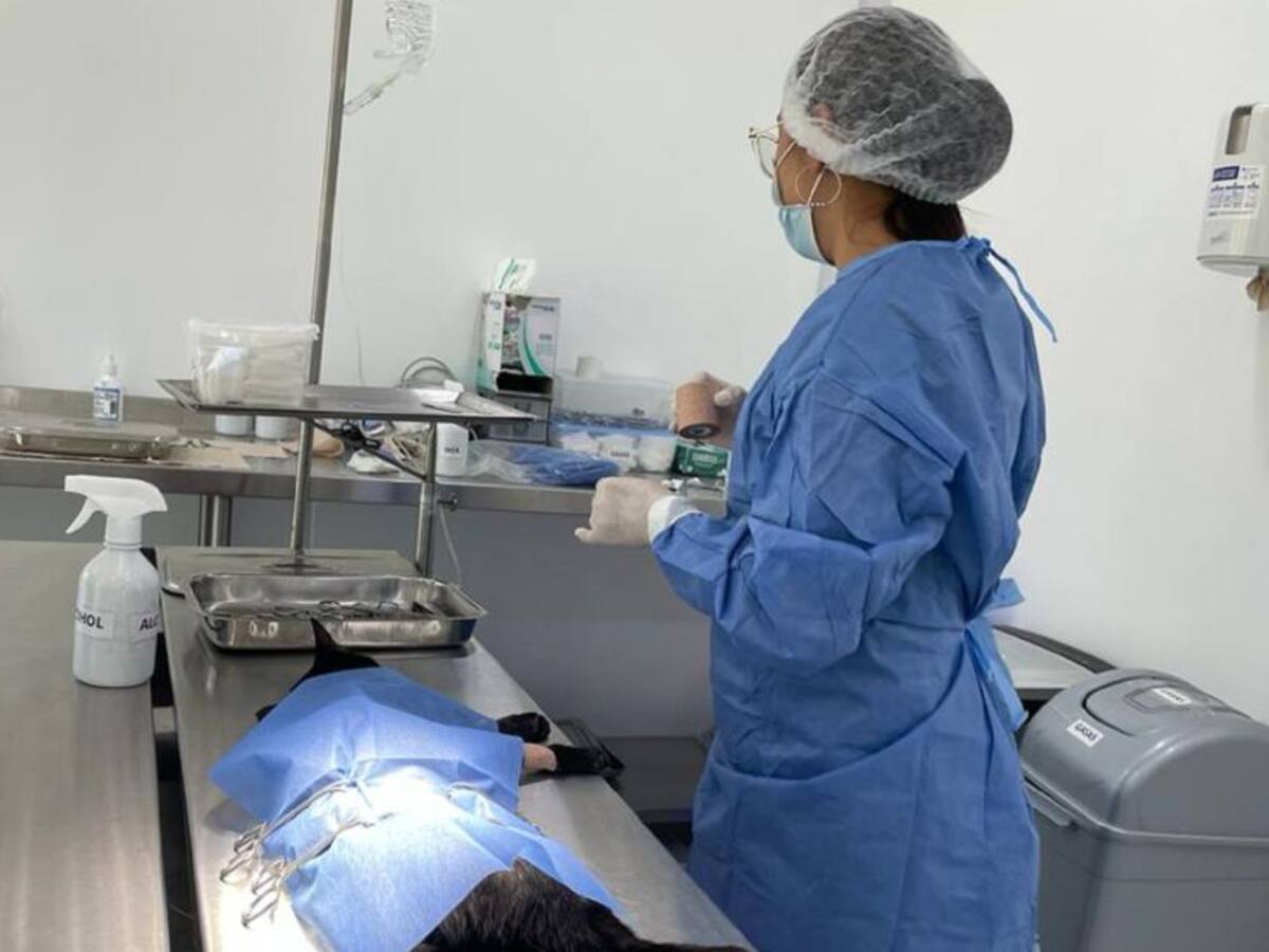 Fueron habilitados dos quirófanos del Hospital de Mascotas de Manizales