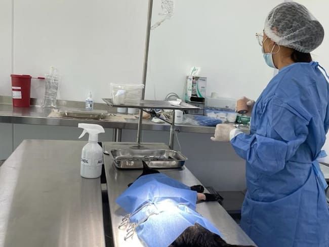 Quirófano habilitado en el Hospital de Mascotas de Manizales