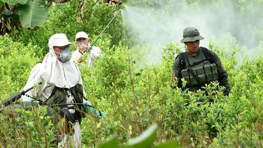 Erradicación de cultivos ilícitos en Colombia. Foto: Colprensa