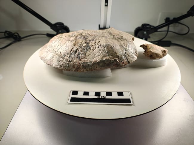 Foto: Museo Paleontología Villa vieja