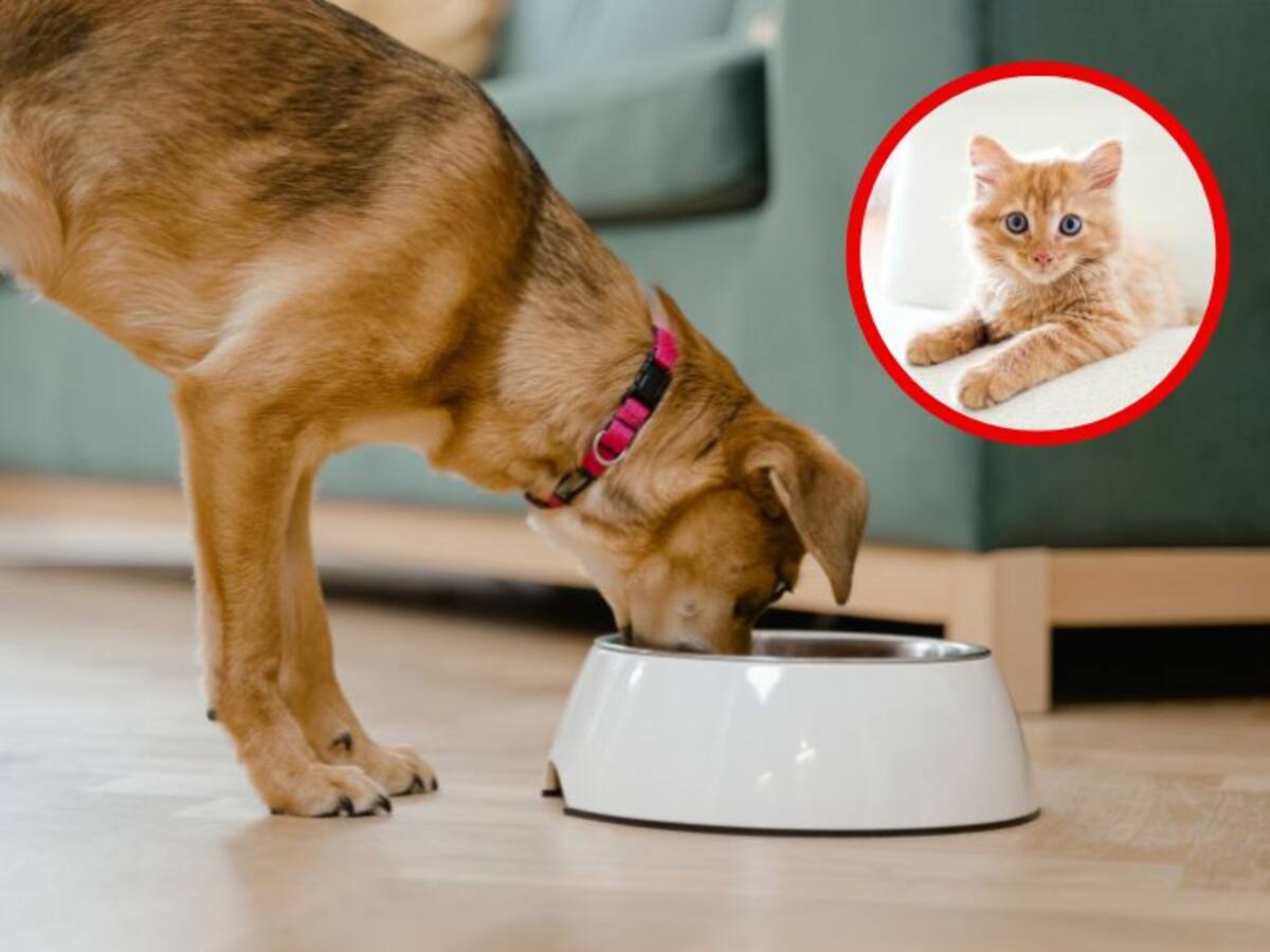 ¿Un perro puede comer comida de gatos?: expertos responden