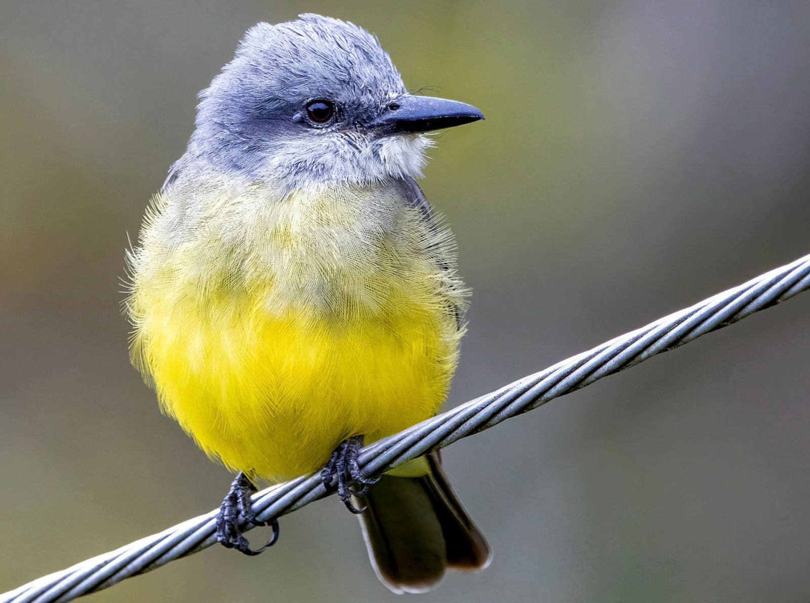 Foto Colombia BirdFair 2026