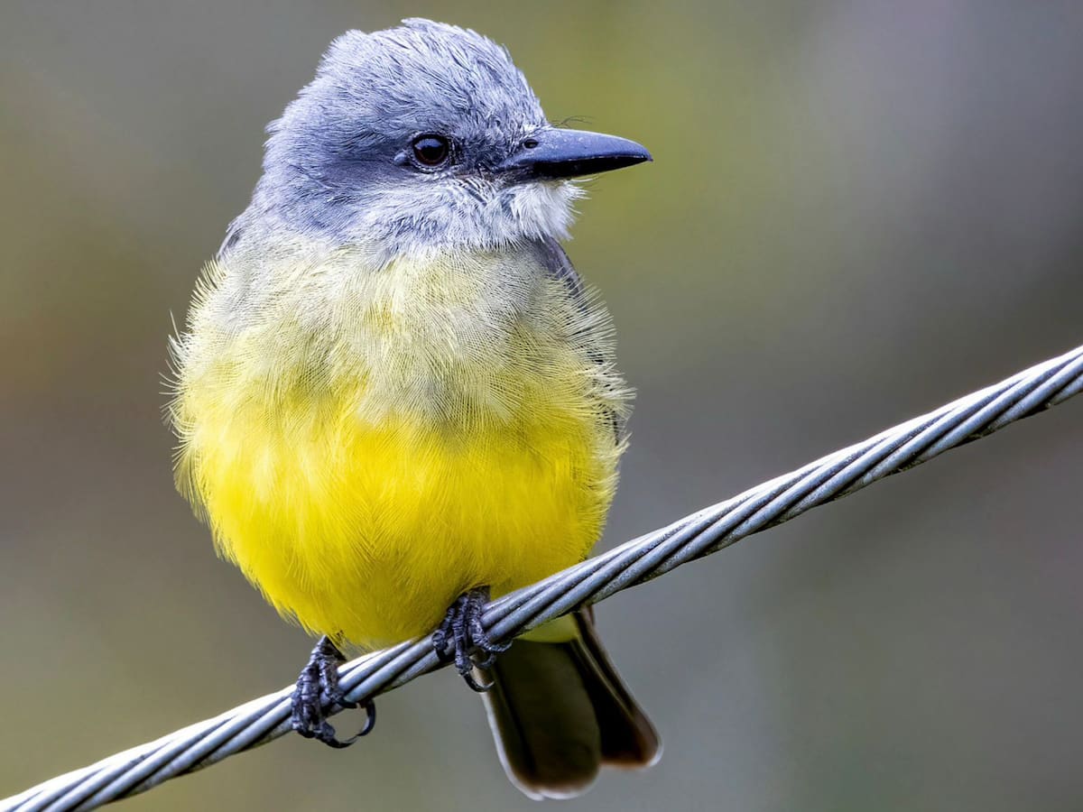 2027 será el año de las aves en Cali