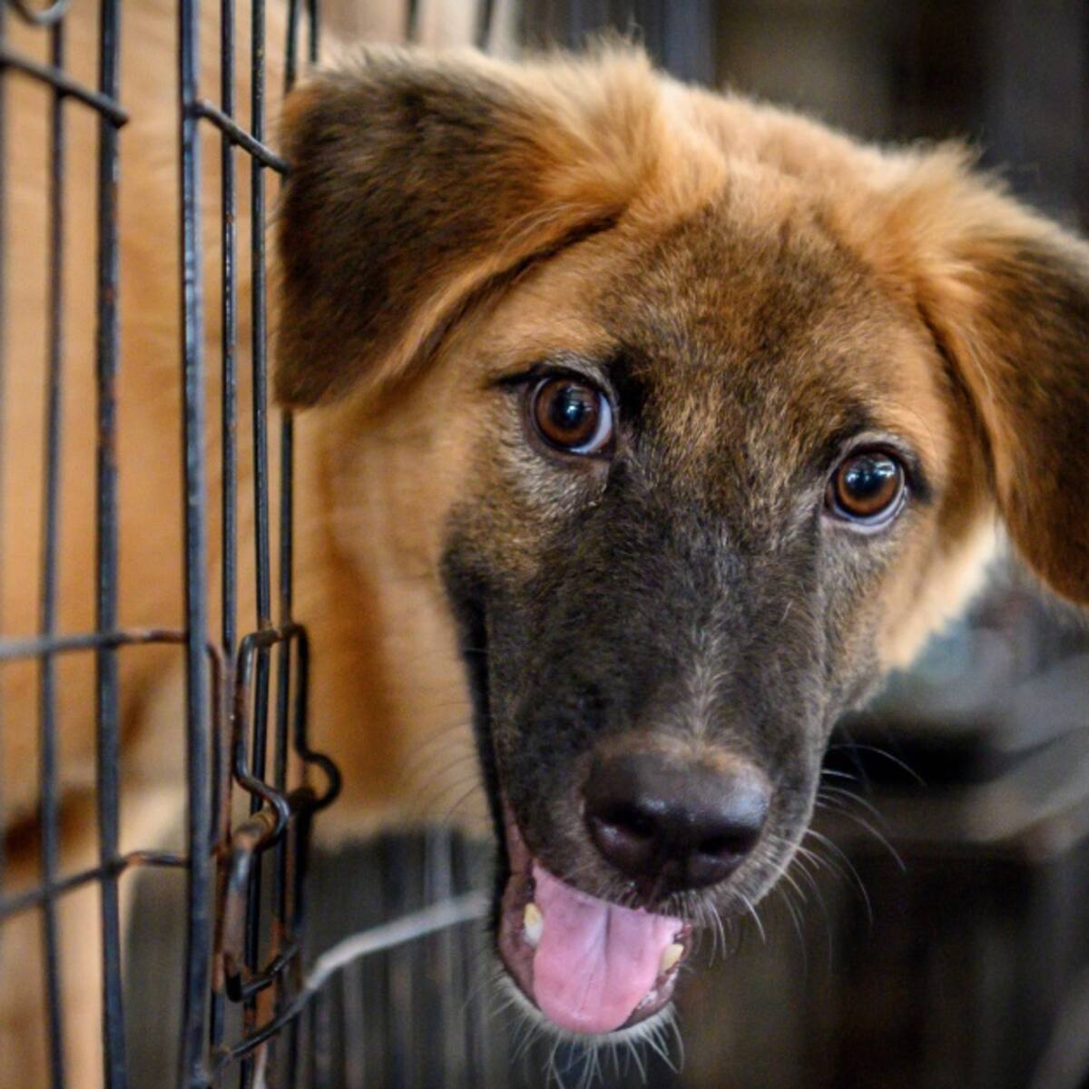 Tunja lanza programa de protección y bienestar animal