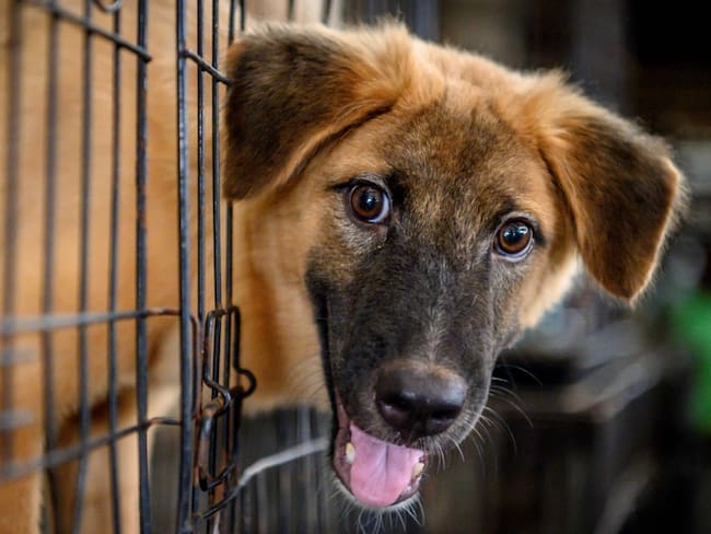 Denuncian muerte masiva de perros en Bogotá
