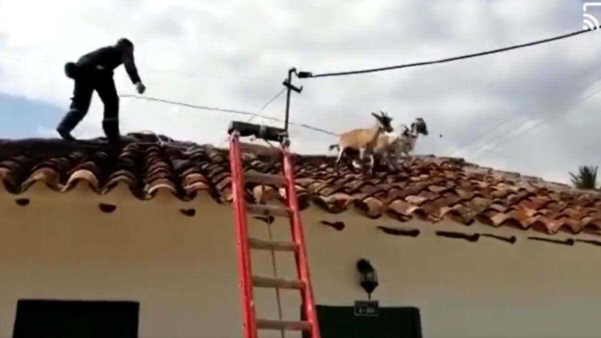 VIDEO: Bomberos tuvieron que bajar cabras de los tejados