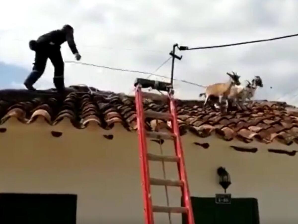 VIDEO: Bomberos tuvieron que bajar cabras de los tejados