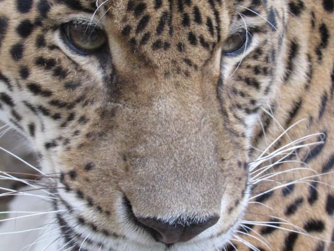 Un jaguar sorprende a los samarios en cuarentena