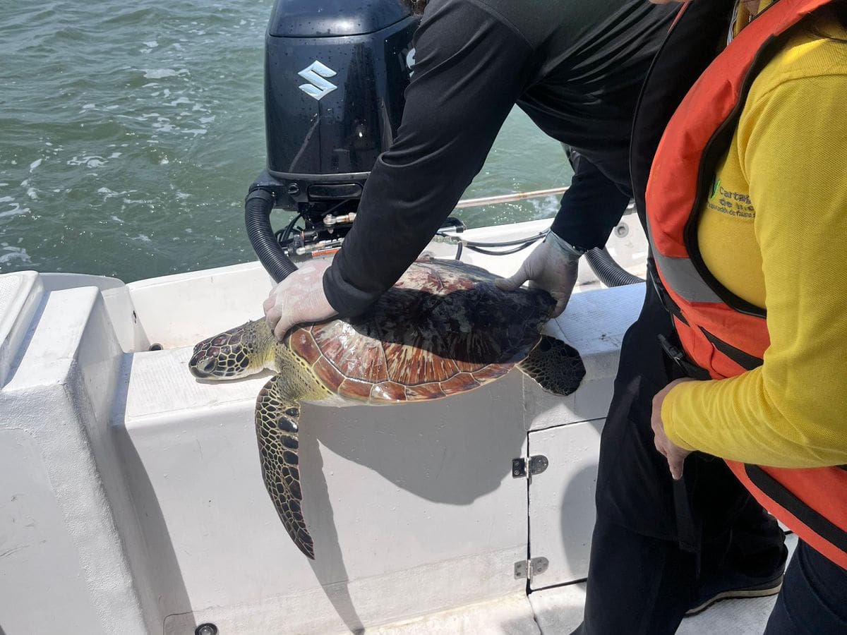 Cardique libera tortuga carey rescatada por pescadores de Tierrabomba, zona insular de Cartagena
