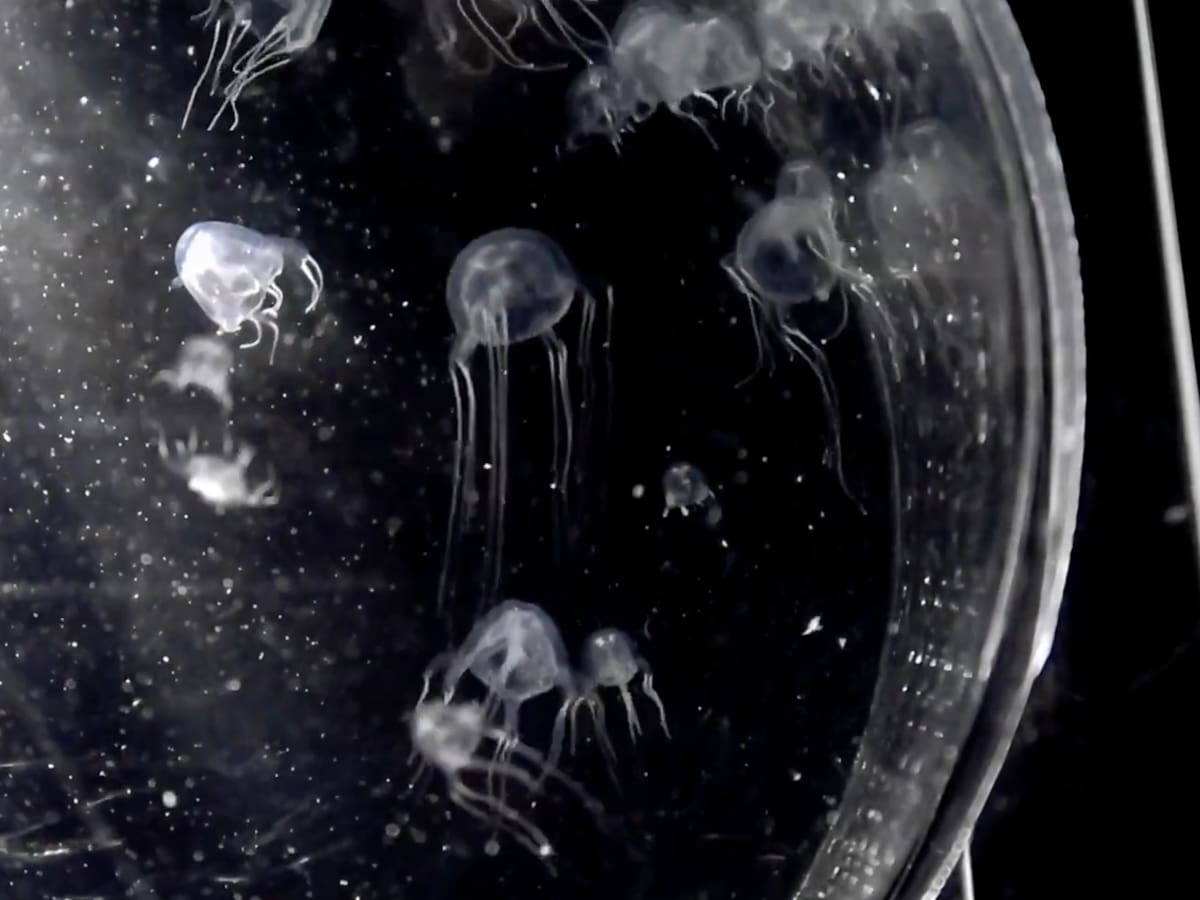 Impresionante hallazgo: descubren a nueva especie de medusa con 24 ojos