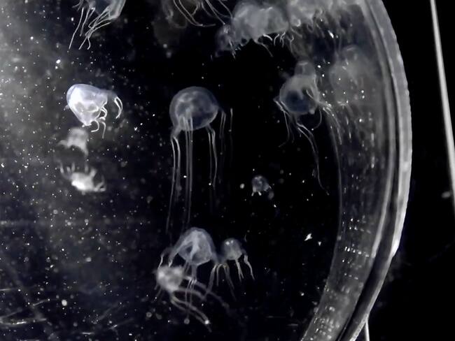 La nueva especie de medusa 'Tripedalia maipoensis'. Captura de pantalla del video de YouTube de la Universidad Bautista de Hong Kong.