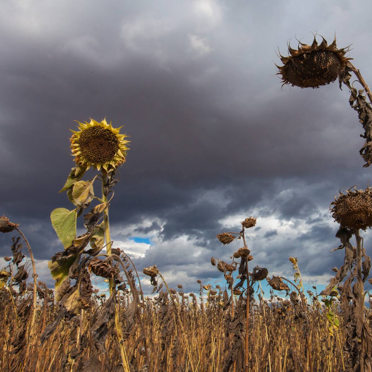 Países de América acuerdan cooperar en la respuesta al fenómeno de El Niño