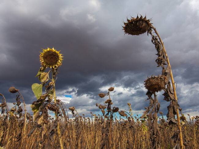 ¿Cuándo empezará el fenómeno de El Niño en Colombia 2026? Expertos advierten sobre ‘súper El Niño’ Getty Images