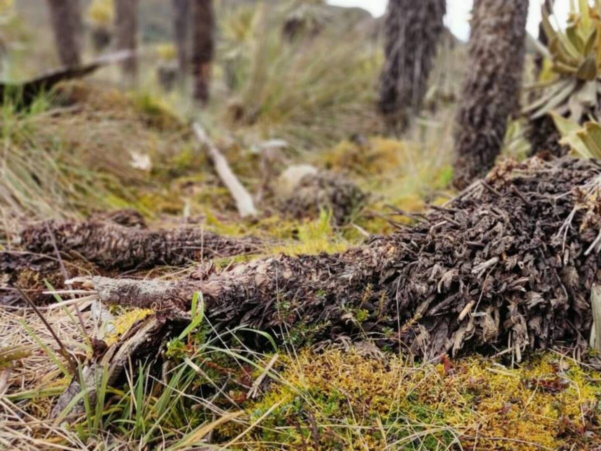 Hago responsable al alcalde si me llega a pasar algo