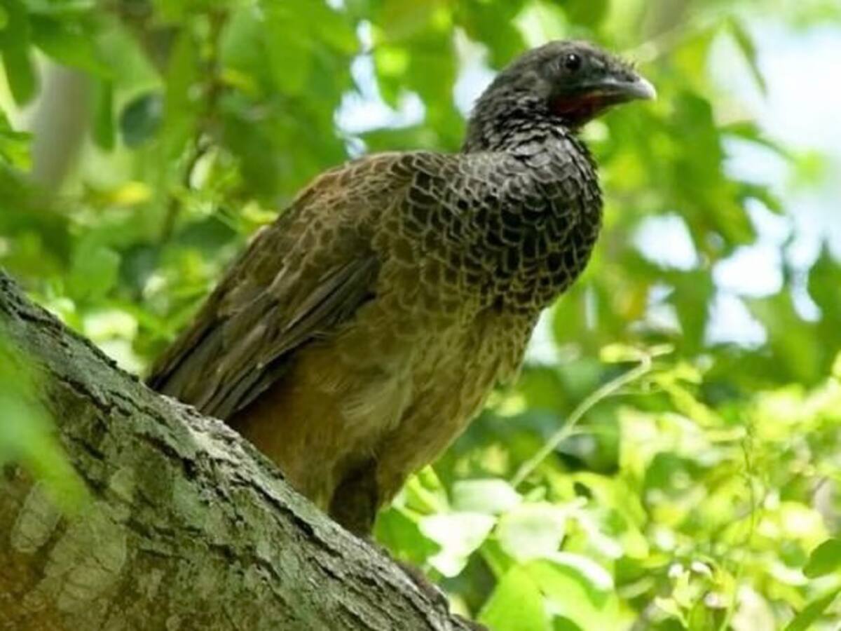 Plan de contingencia para la fauna y flora de Risaralda ante posible emergencia volcánica