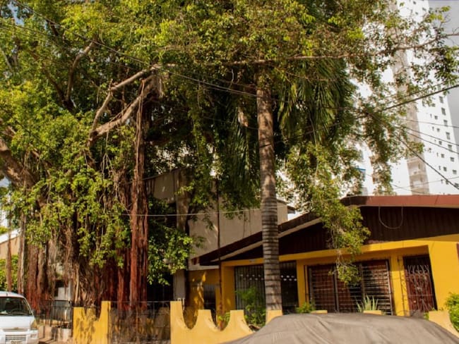 EPA niega tala de árbol bicentenario en el barrio Manga de Cartagena