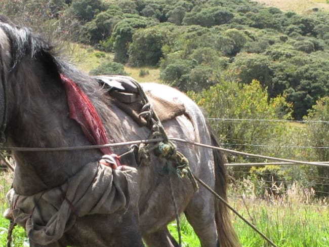 Ataque de perros Pitbull dejan herido a un caballo en Melgar