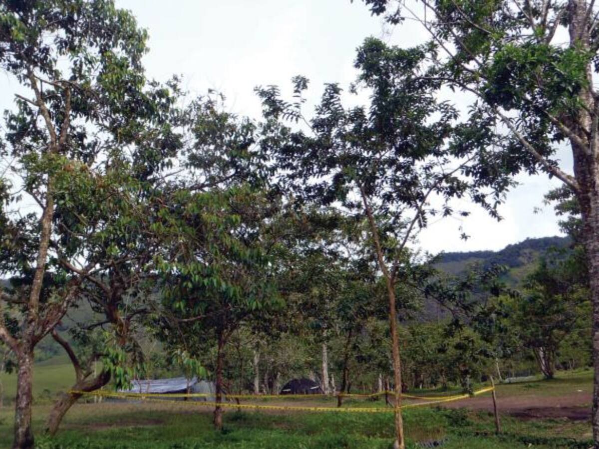 La superficie arbórea es 8 veces mayor de lo que se creía, según estudio