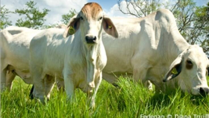 Importaciones de leche serían la estocada final, dicen ganaderos del Cesar