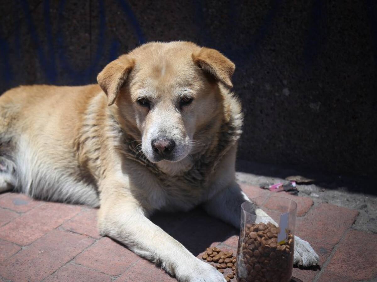 Alcalde de Ubaté se retractó tras ordenar sacrificar perros de la calle