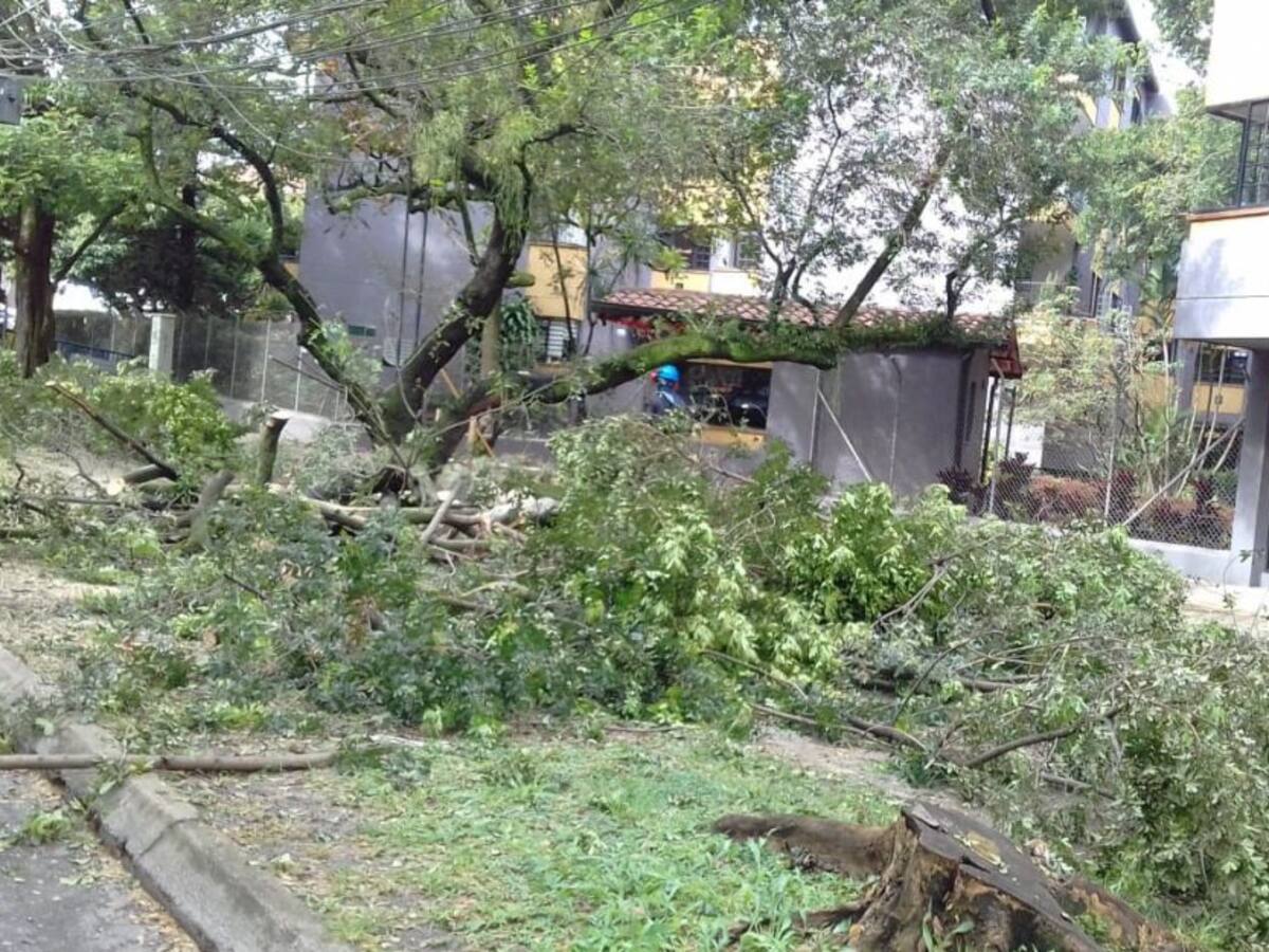 Culminó la tala de 22 árboles en el túnel de Envigado