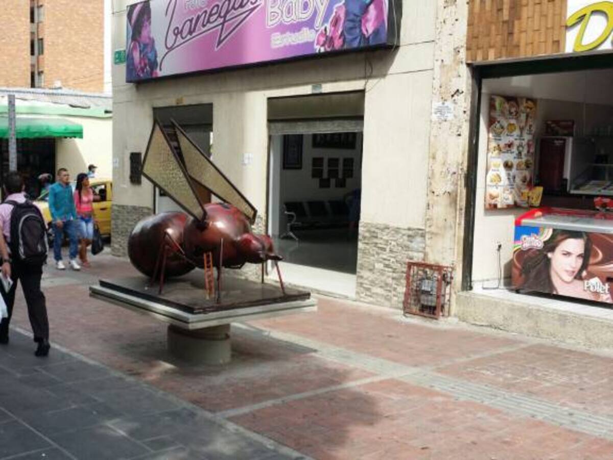 Hormigas culonas gigantes invaden el centro de Bucaramanga