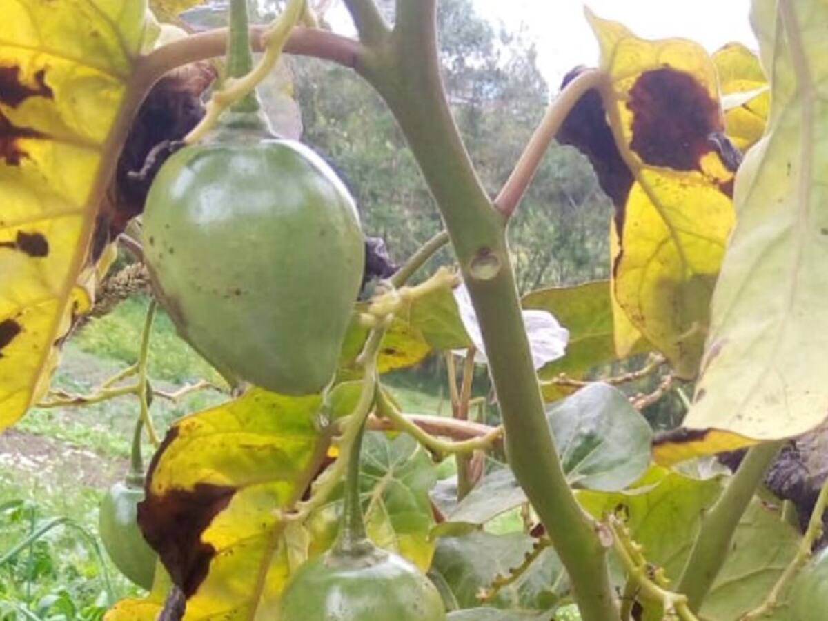 Heladas afectan cultivos en el sur de Nariño