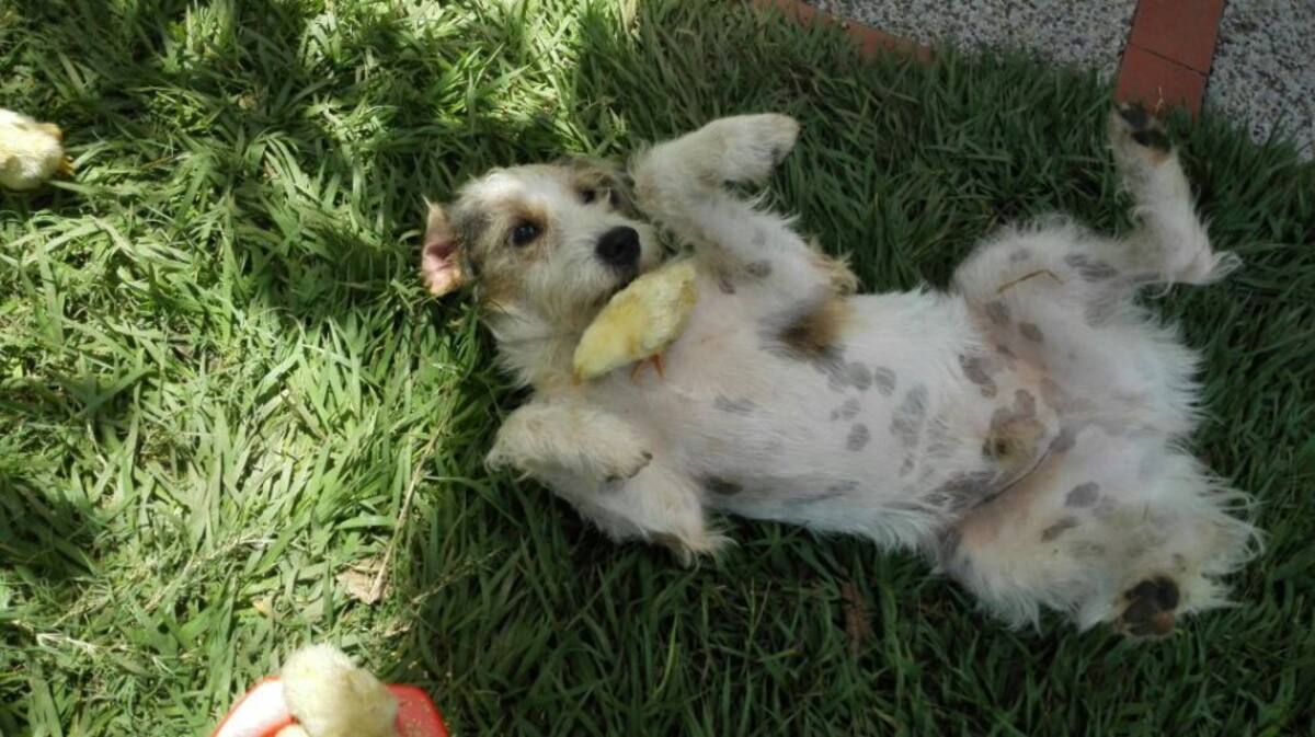 Johanna Gutierrez nos envía una fotografía muy graciosa, se trata de Tito un perrito que saco los pollitos del corral para jugar, menos mal ahora son buenos amigos