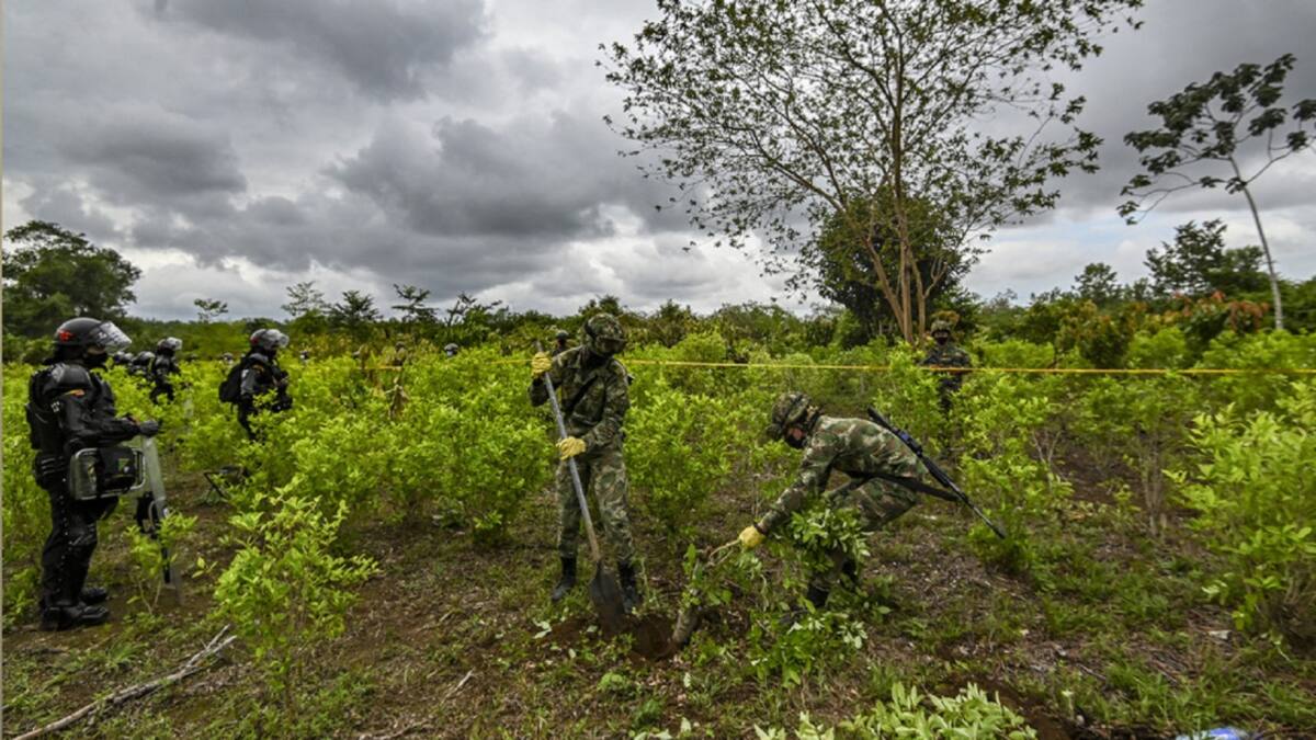 "Los soldados no están secuestrados": cocaleros en Tibú