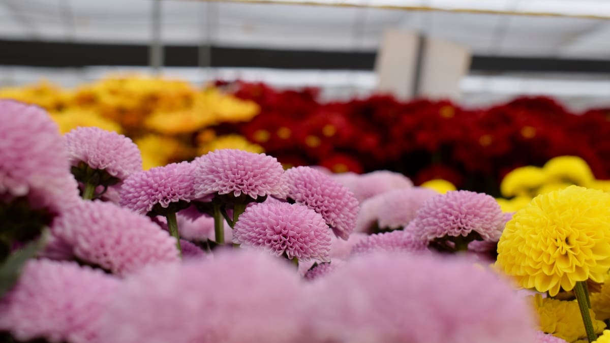 Flores producidas en laboratorio llegan a mercados internacionales para San Valentín