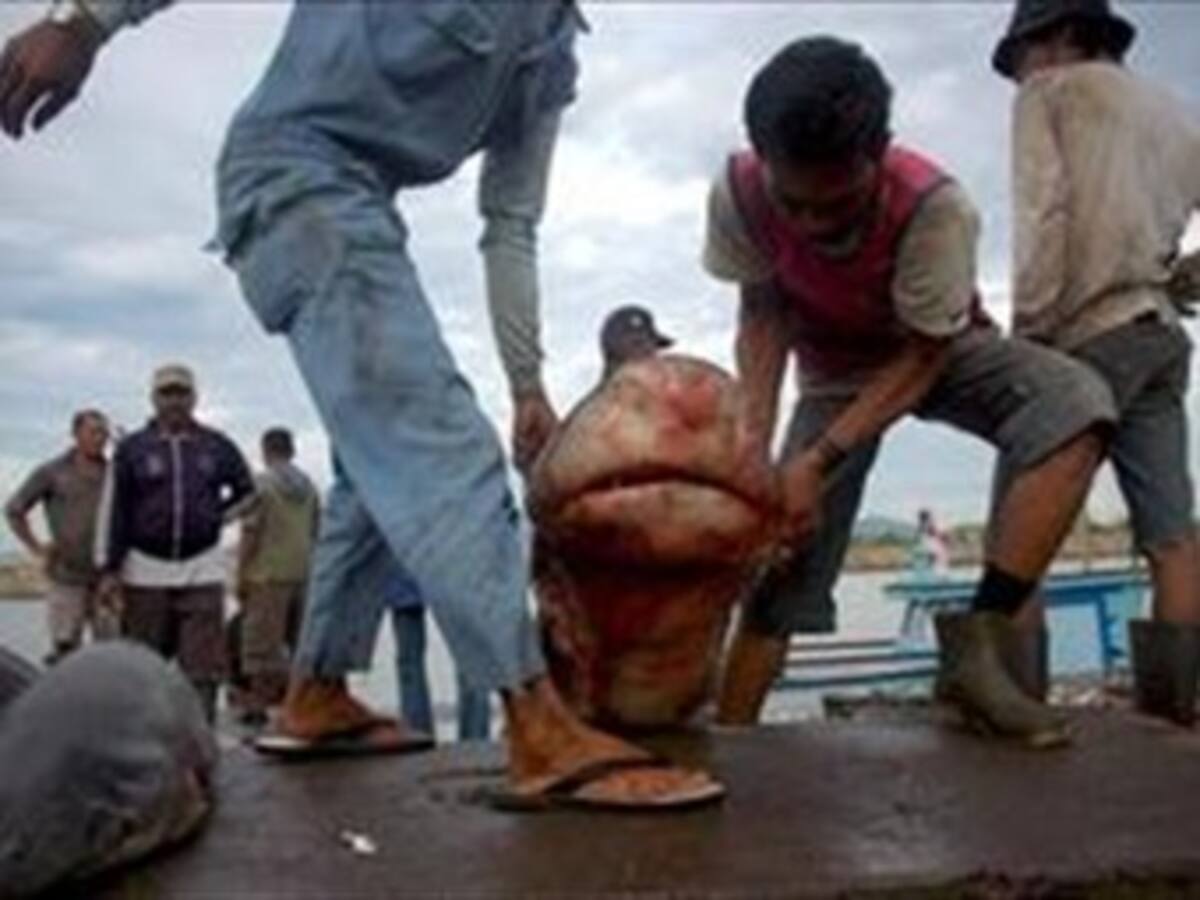 Armada colombiana detiene embarcación ecuatoriana por pesca ilegal en Malpelo