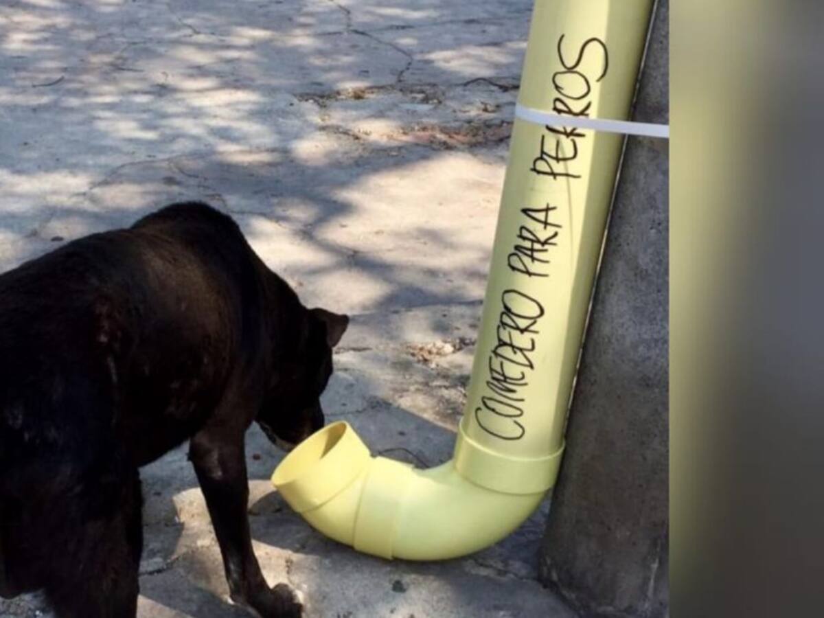 Instalan comederos para animales afectados por la cuarentena