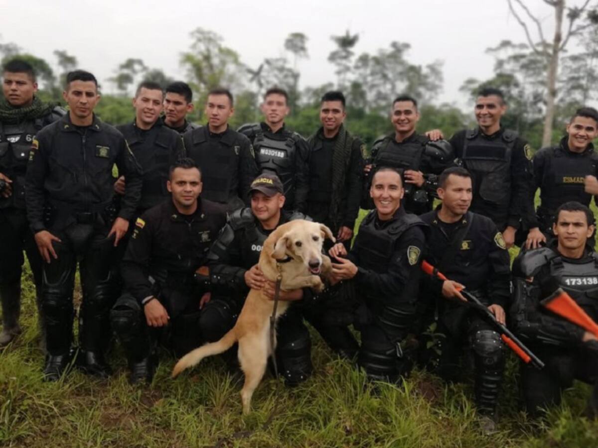 Nala, el labrador que murió en la lucha contra las drogas