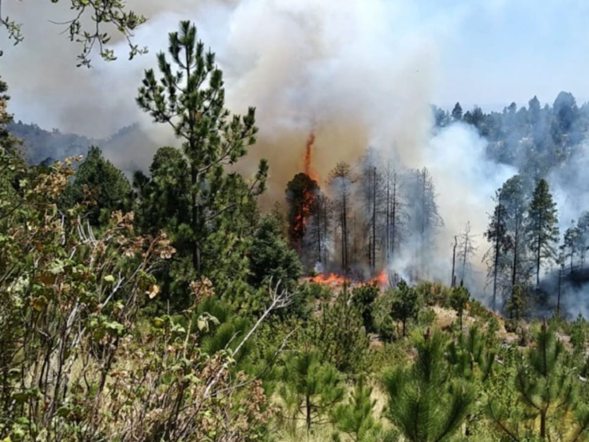 Reportan incendio forestal en el Parque Nacional Natural de Los Nevados