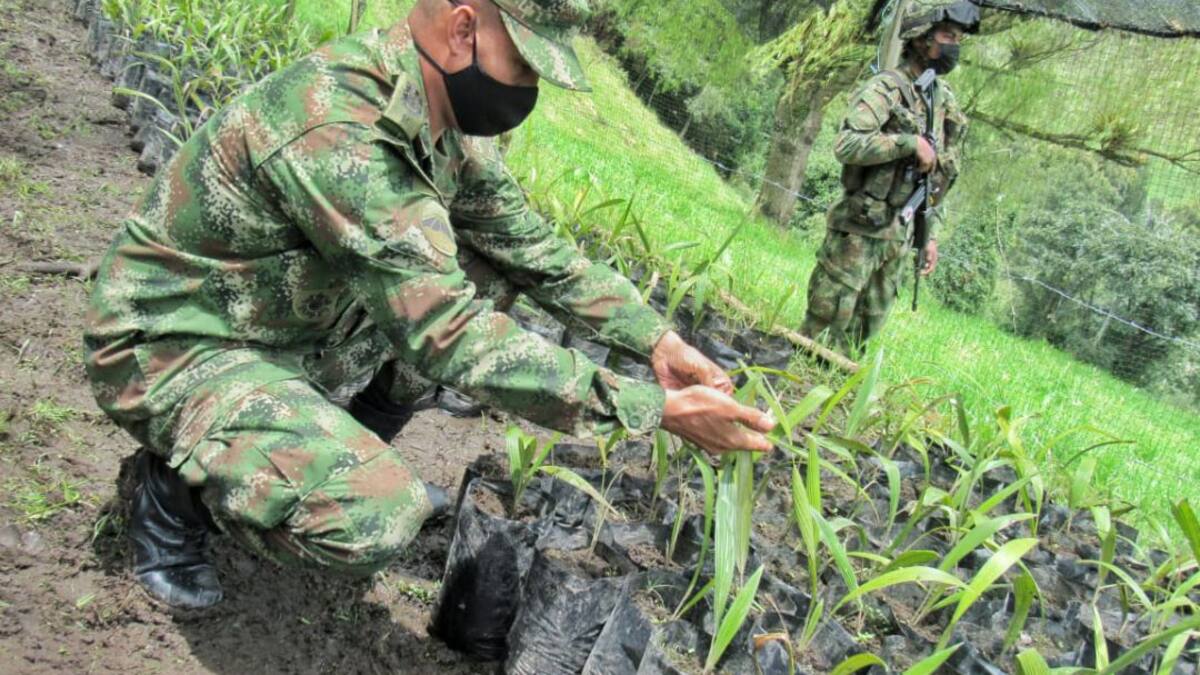 Crean un vivero de Palma de Cera en el departamento del Tolima