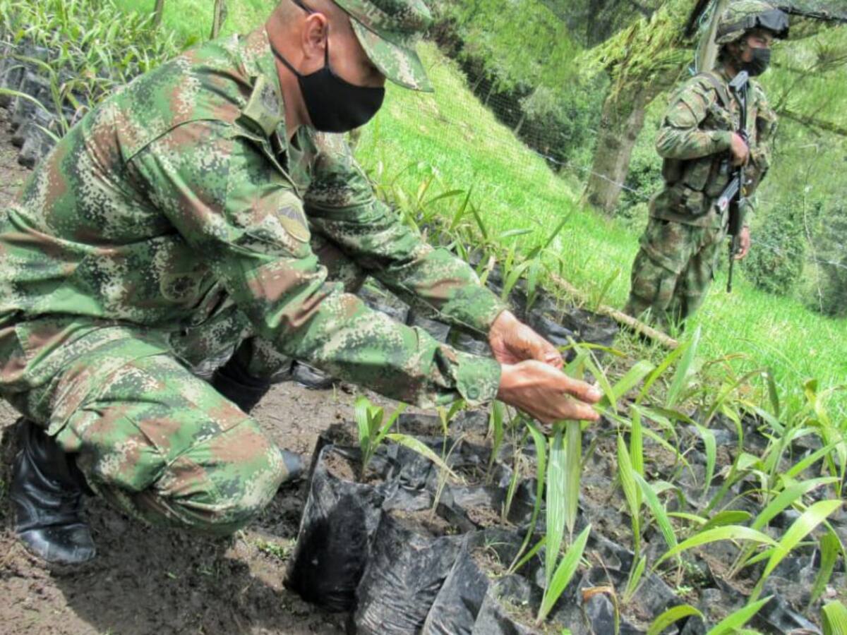 Crean un vivero de Palma de Cera en el departamento del Tolima