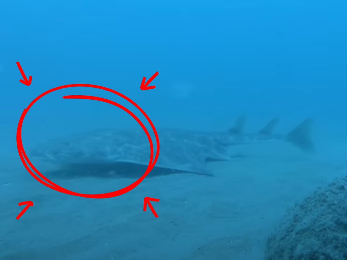 EN VIDEO: captan al extraño Tiburón Ángel, una rara y antigua especie luego de años desaparecido