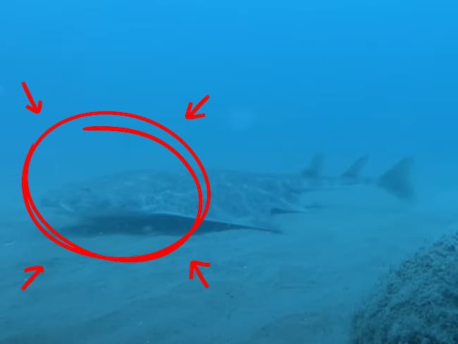 Video de Tiburón Ángel 2025