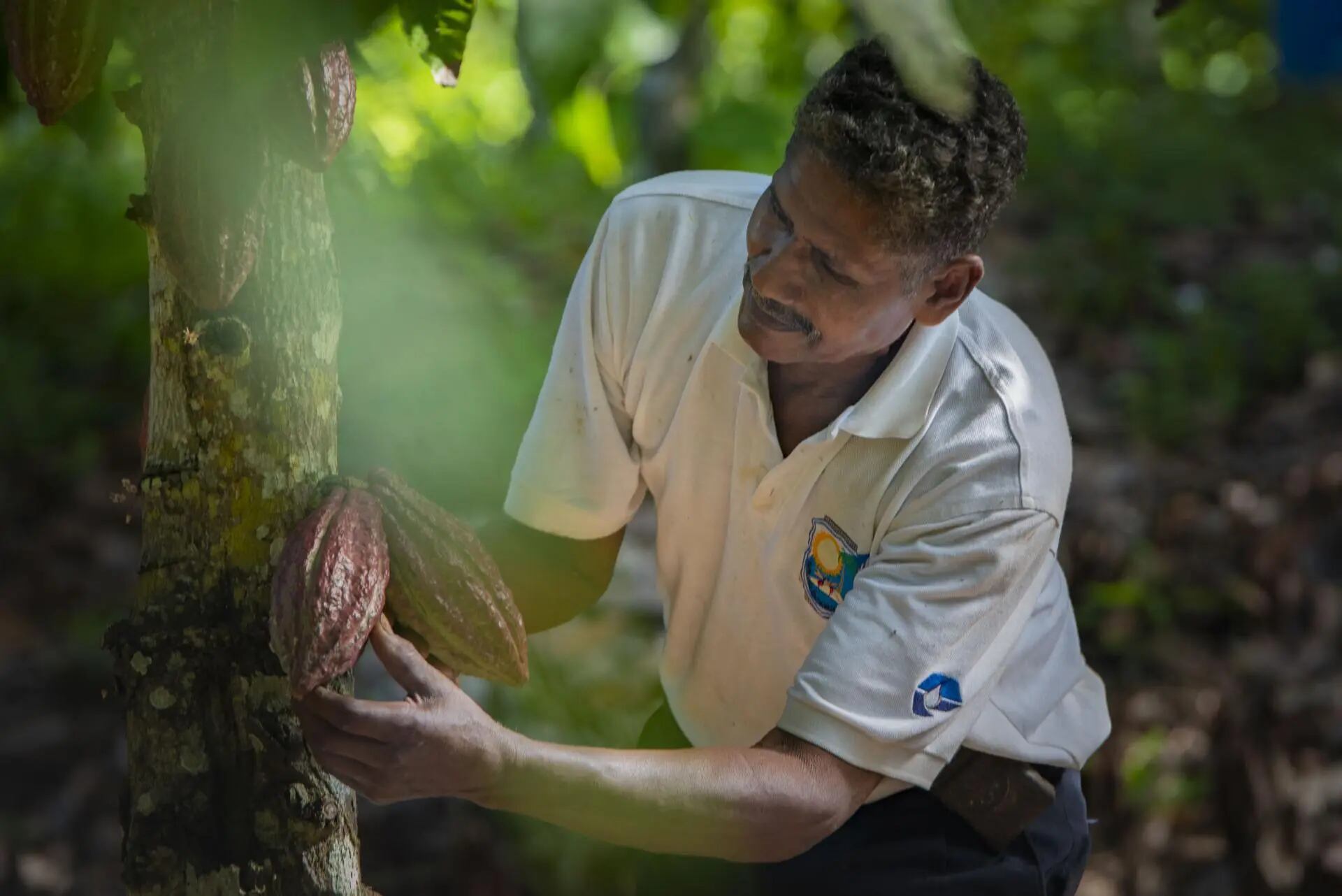 Un cacaotal cultivado bajo sistemas agroforestales captura carbono, protege los corredores biológicos y su biodiversidad | Foto: GIZ / Renato Barros