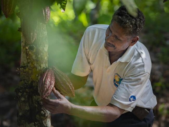 Un cacaotal cultivado bajo sistemas agroforestales captura carbono, protege los corredores biológicos y su biodiversidad | Foto: GIZ / Renato Barros