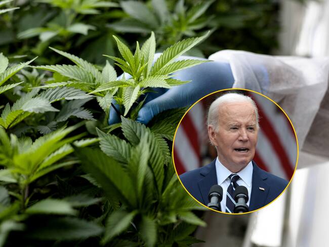 Marihuana y Joe Biden, presidente de Estados Unidos | Fotos: GettyImages