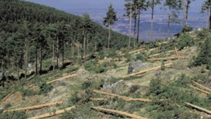Ingeniero pide reflexionar sobre la deforestación en el país