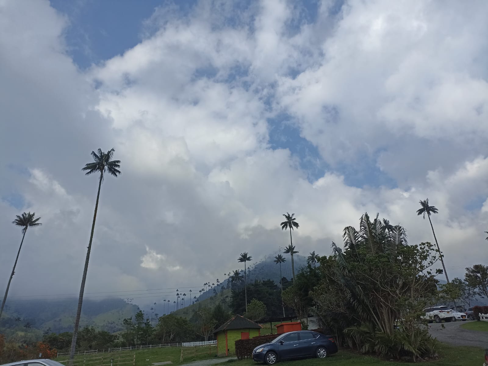 El Valle de Cocora y su palma de cera en el Quindío